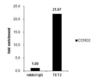 ChIP - Anti-Tet2 antibody - N-terminal (AB230358)