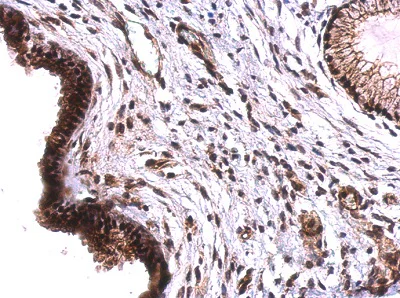 Immunohistochemistry (Formalin/PFA-fixed paraffin-embedded sections) - Anti-Tet2 antibody - N-terminal (AB230358)
