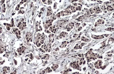 Immunohistochemistry (Formalin/PFA-fixed paraffin-embedded sections) - Anti-Tet2 antibody - N-terminal (AB230358)