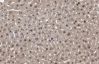 Immunohistochemistry (Formalin/PFA-fixed paraffin-embedded sections) - Anti-Tet2 antibody - N-terminal (AB230358)