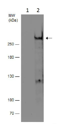 Immunoprecipitation - Anti-Tet2 antibody - N-terminal (AB230358)