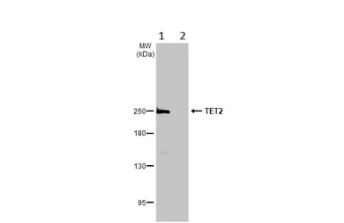 Western blot - Anti-Tet2 antibody - N-terminal (AB230358)