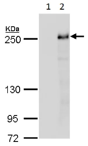 Western blot - Anti-Tet2 antibody - N-terminal (AB230358)