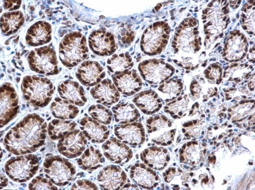 Immunohistochemistry (Formalin/PFA-fixed paraffin-embedded sections) - Anti-TET3 antibody (AB153724), expandable thumbnail
