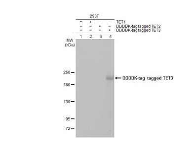 Western blot - Anti-TET3 antibody (AB153724)