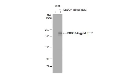 Western blot - Anti-TET3 antibody (AB153724)