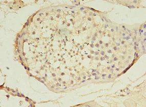 Immunohistochemistry (Formalin/PFA-fixed paraffin-embedded sections) - Anti-TET3 antibody (AB235965)