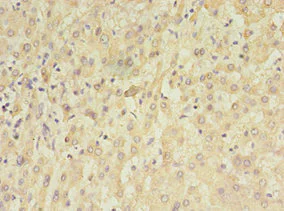 Immunohistochemistry (Formalin/PFA-fixed paraffin-embedded sections) - Anti-TET3 antibody (AB235965)