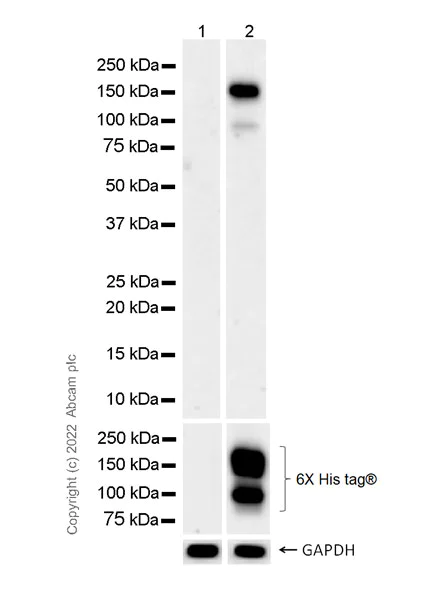Western blot - Anti-Tetanus toxoid antibody [18.2.12.6] - BSA and Azide free (AB300090)