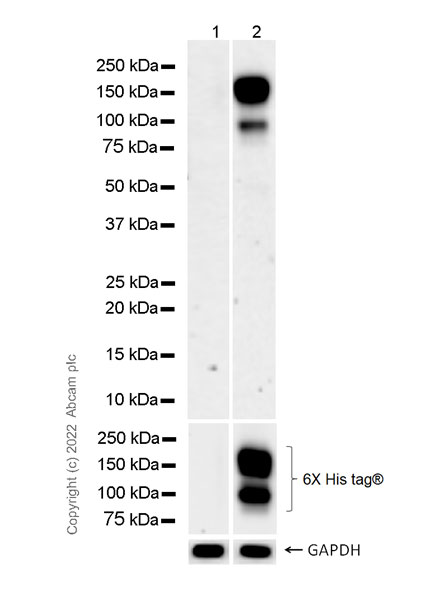 Western blot - Anti-Tetanus toxoid antibody [35F7] (AB300087)