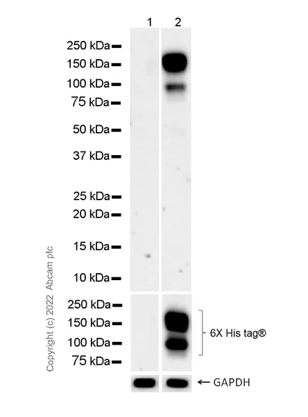Western blot - Anti-Tetanus toxoid antibody [35F7] - BSA and Azide free (AB300088)
