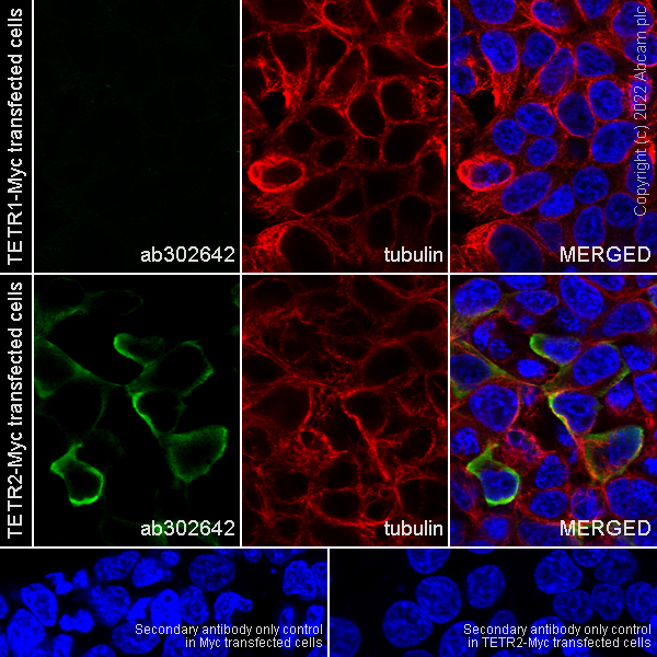 Immunocytochemistry/ Immunofluorescence - Anti-TetR antibody [31B3] - BSA and Azide free (AB302643), expandable thumbnail