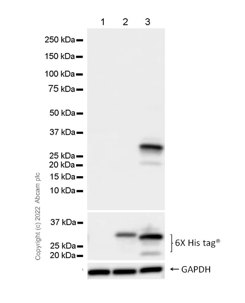 Western blot - Anti-TetR antibody [31B3] - BSA and Azide free (AB302643)