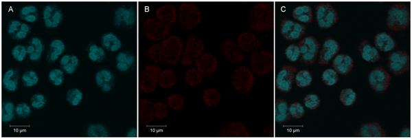 Immunocytochemistry/ Immunofluorescence - Anti-Tetranectin antibody [5B7] (AB51883)