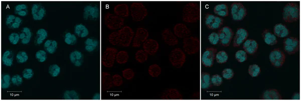 Immunocytochemistry/ Immunofluorescence - Anti-Tetranectin antibody [5B7] (AB51883)
