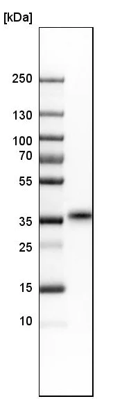Western blot - Anti-TEX101 antibody (AB224174)