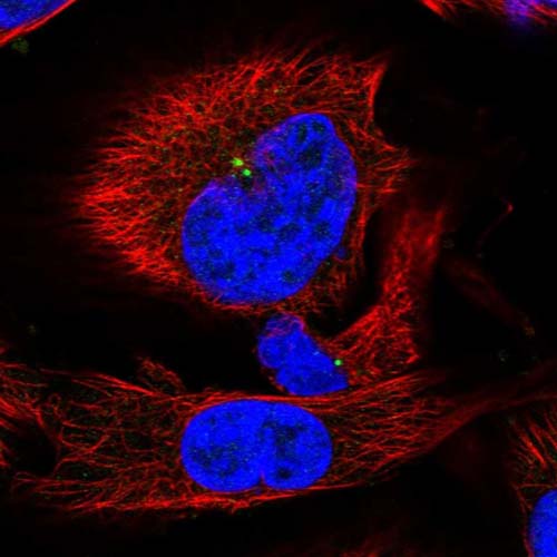 Immunocytochemistry/ Immunofluorescence - Anti-TEX12 antibody (AB122455)