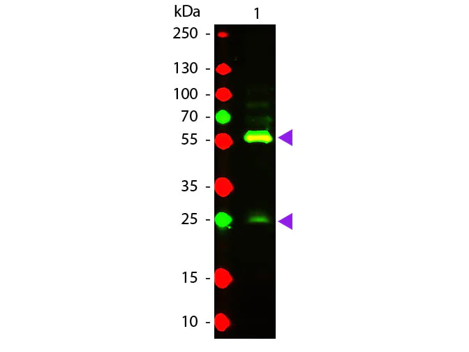 Western blot - Texas Red ® Anti-Biotin antibody (AB6653)