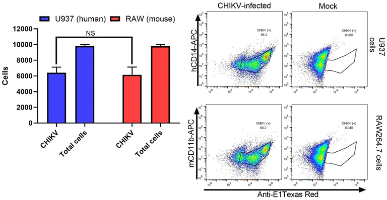 Flow Cytometry - Texas Red® Conjugation Kit (Fast) - Lightning-Link® (AB195225)