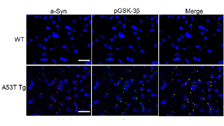 Immunohistochemistry (PFA perfusion fixed frozen sections) - Texas Red® Conjugation Kit (Fast) - Lightning-Link® (AB195225)