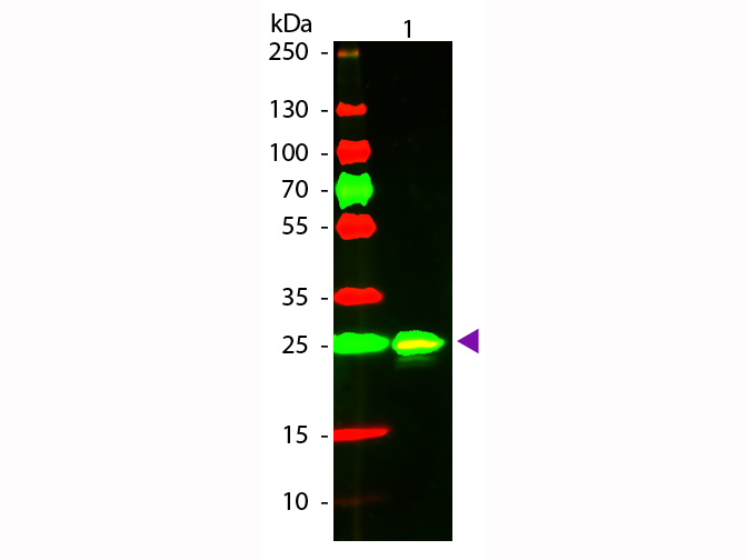 Western blot - Texas Red ® Anti-GST antibody (AB34733)