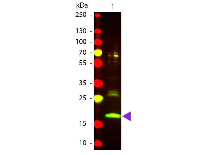 Western blot - Texas Red ® Anti-R Phycoerythrin/rpeA antibody (AB34734), expandable thumbnail