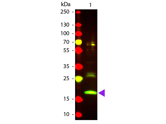 Western blot - Texas Red ® Anti-R Phycoerythrin/rpeA antibody (AB34734)