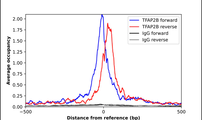 ChIP - Anti-TFAP2B Antibody (AB327224)