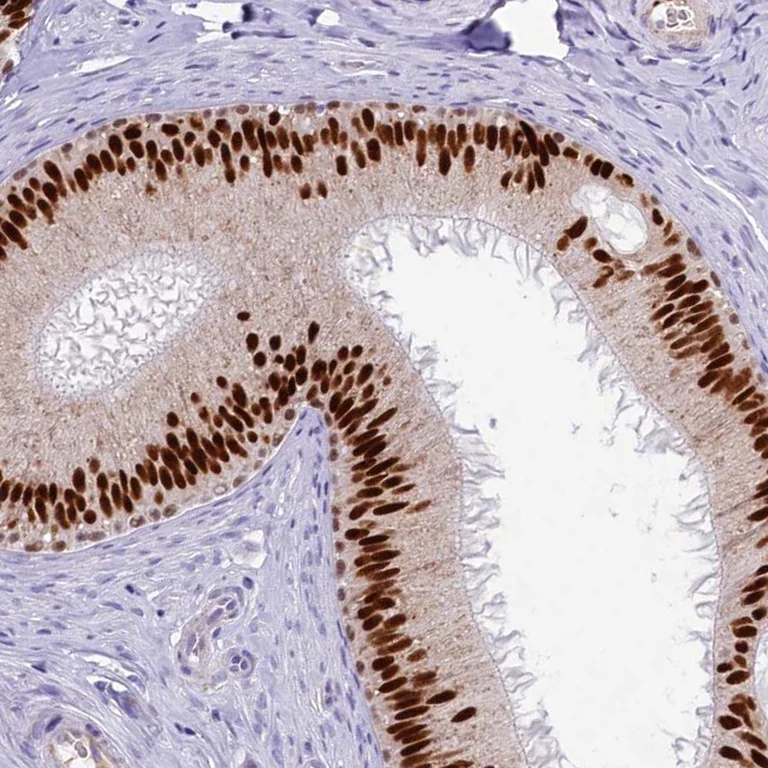 Immunohistochemistry (Formalin/PFA-fixed paraffin-embedded sections) - Anti-TFAP2B Antibody (AB327224)