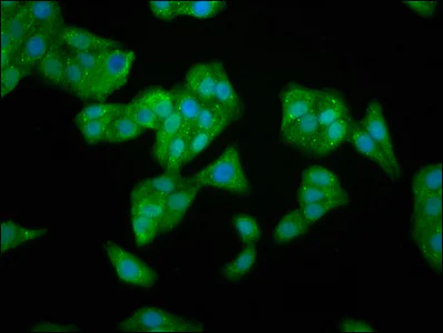 Immunocytochemistry/ Immunofluorescence - Anti-TFB1M antibody (AB236901)