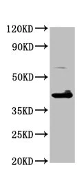 Western blot - Anti-TFB1M antibody (AB236901)