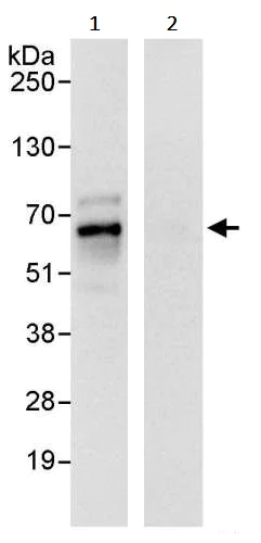 Immunoprecipitation - Anti-TFE3 antibody (AB245454)