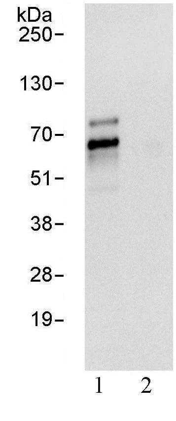 Immunoprecipitation - Anti-TFE3 antibody (AB93808)