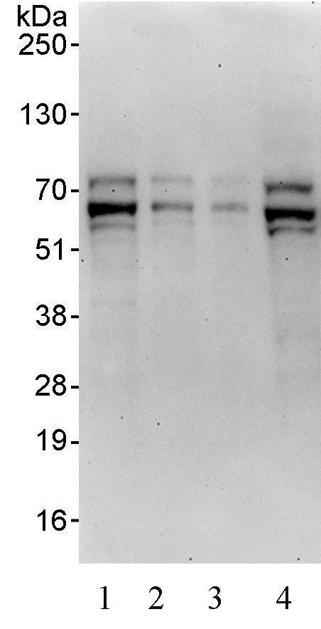 Western blot - Anti-TFE3 antibody (AB93808)