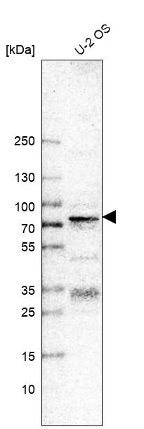 Western blot - Anti-TFE3 Antibody [CL12810] (AB327142)