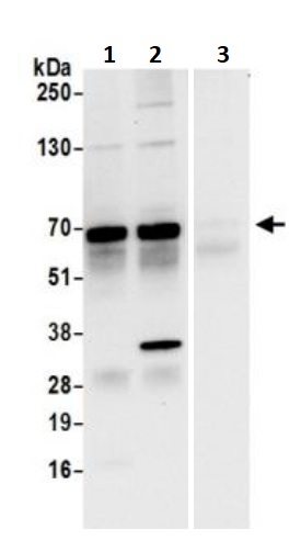 Immunoprecipitation - Anti-TFEB antibody (AB245349)