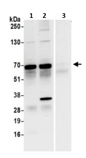 Immunoprecipitation - Anti-TFEB antibody (AB245349)