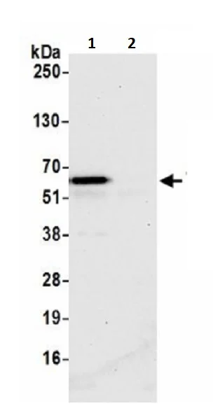Immunoprecipitation - Anti-TFEB antibody (AB245350)