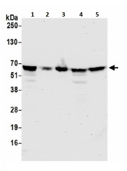 Western blot - Anti-TFEB antibody (AB245350)