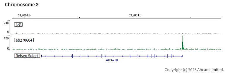 ChIC/CUT&RUN sequencing - Anti-TFEB antibody [EPR22940-151] (AB270604)