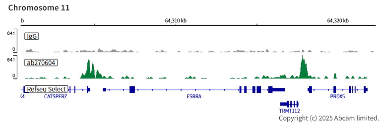ChIC/CUT&RUN sequencing - Anti-TFEB antibody [EPR22940-151] (AB270604)