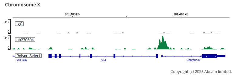 ChIC/CUT&RUN sequencing - Anti-TFEB antibody [EPR22940-151] (AB270604)