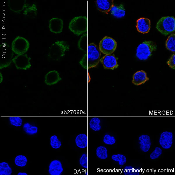 Immunocytochemistry/ Immunofluorescence - Anti-TFEB antibody [EPR22940-151] (AB270604)