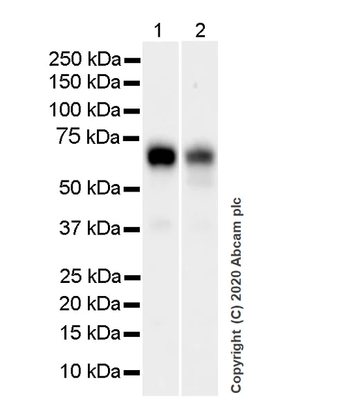 Western blot - Anti-TFEB antibody [EPR22940-151] (AB270604)
