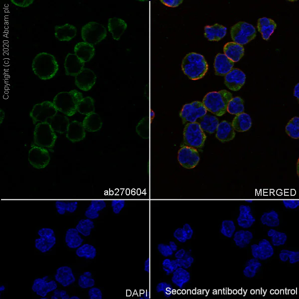 Immunocytochemistry/ Immunofluorescence - Anti-TFEB antibody [EPR22940-151] - BSA and Azide free (AB270614)