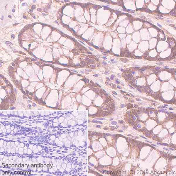 Immunohistochemistry (Formalin/PFA-fixed paraffin-embedded sections) - Anti-TFEB antibody [EPR22940-151] - BSA and Azide free (AB270614)