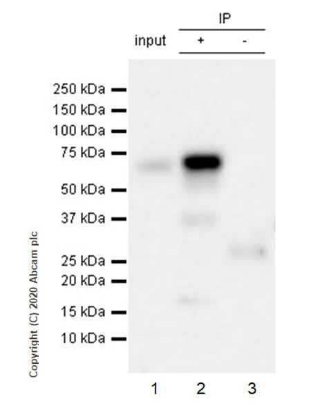Immunoprecipitation - Anti-TFEB antibody [EPR22940-151] - BSA and Azide free (AB270614)