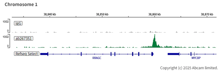 ChIC/CUT&RUN sequencing - Anti-TFEB antibody [EPR22941-6] (AB267351)