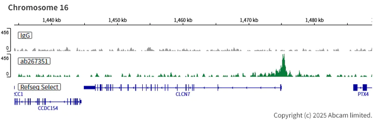 ChIC/CUT&RUN sequencing - Anti-TFEB antibody [EPR22941-6] (AB267351)