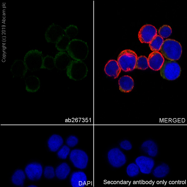 Immunocytochemistry/ Immunofluorescence - Anti-TFEB antibody [EPR22941-6] (AB267351), expandable thumbnail